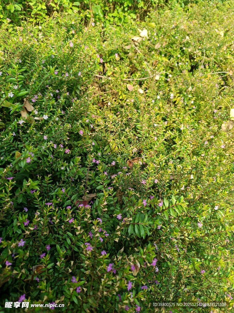 翠绿繁茂的花草植物景观