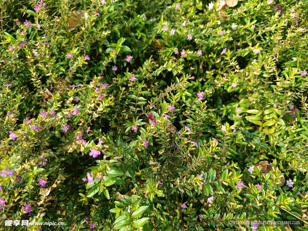 繁茂绿植中的零星小花