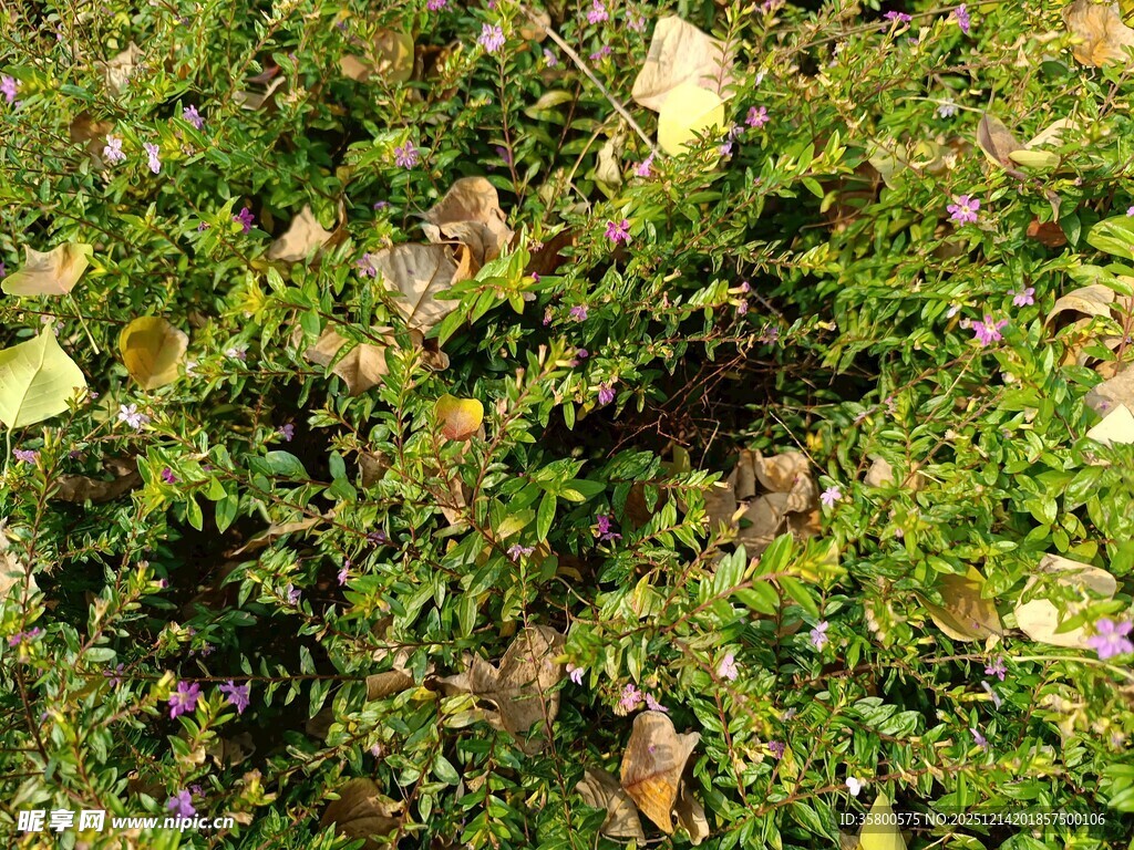 繁茂绿植中的多彩叶片