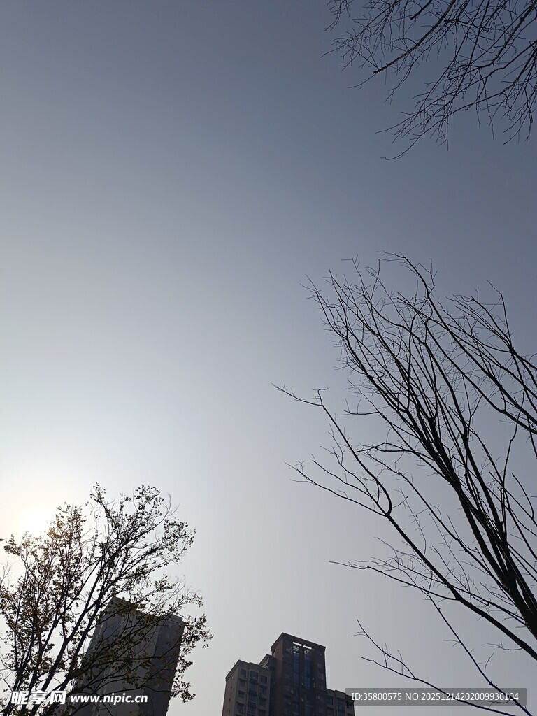 冬日树梢映暖阳