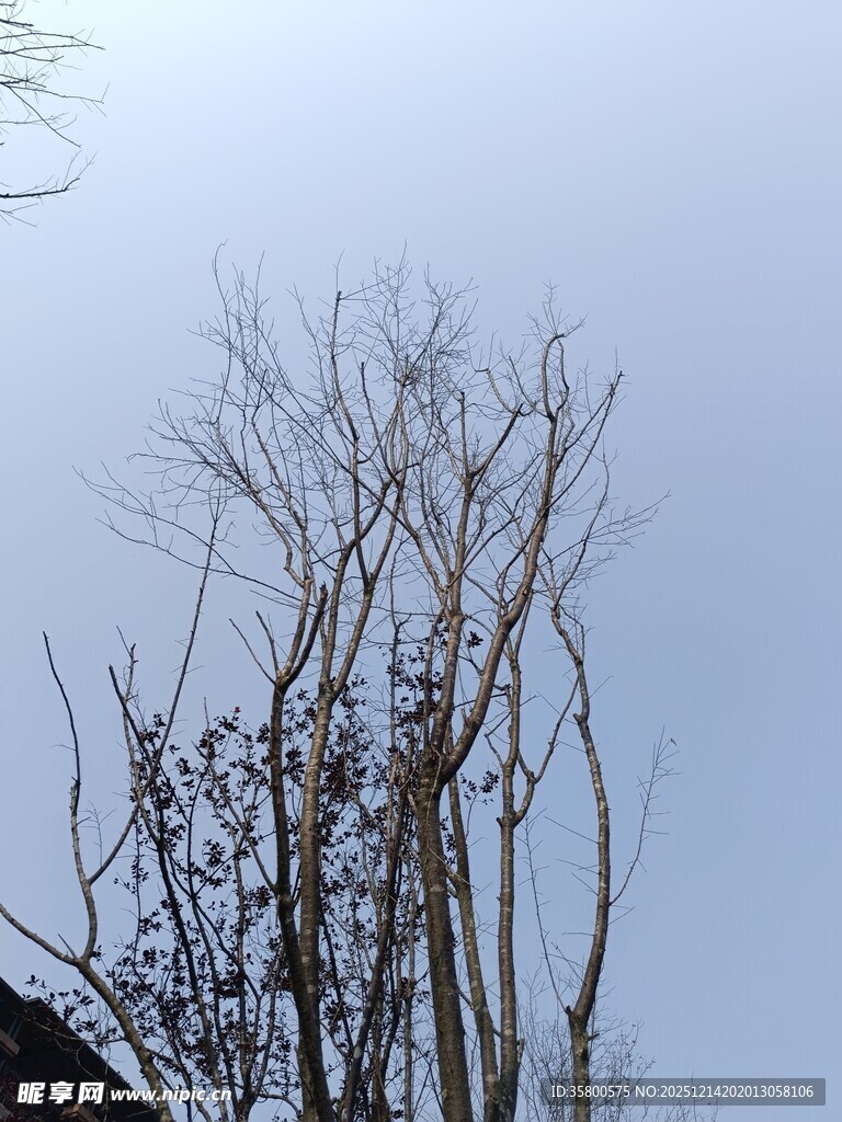 冬日枯树挺立蓝天之下