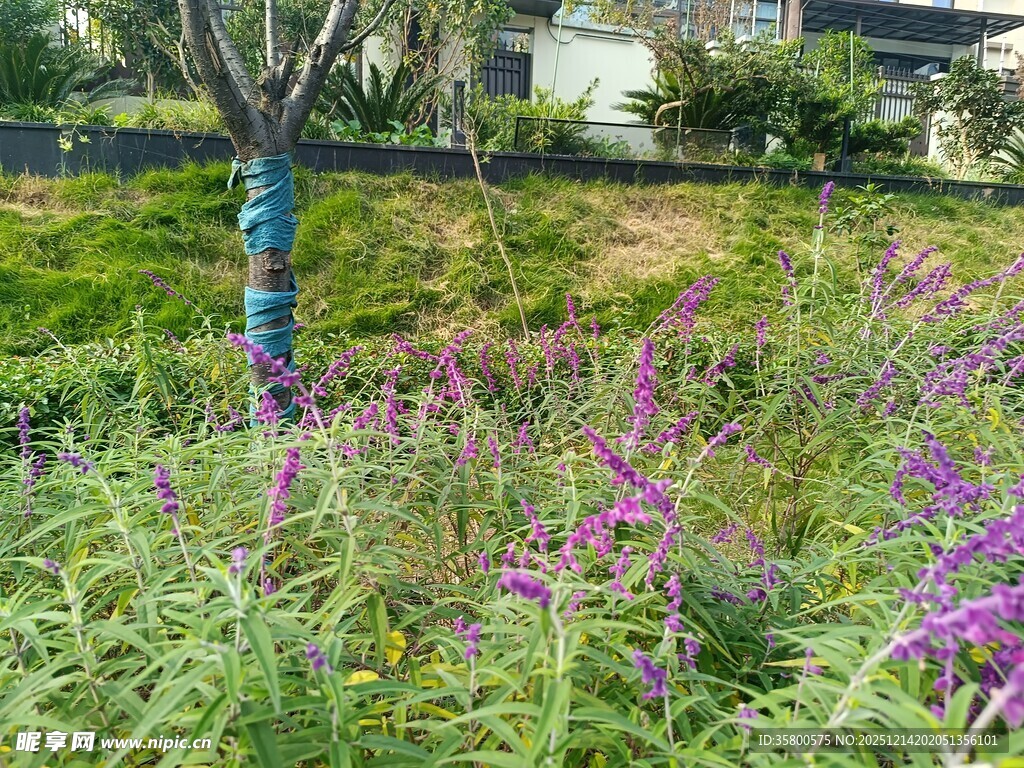 紫色花丛中的树木景观