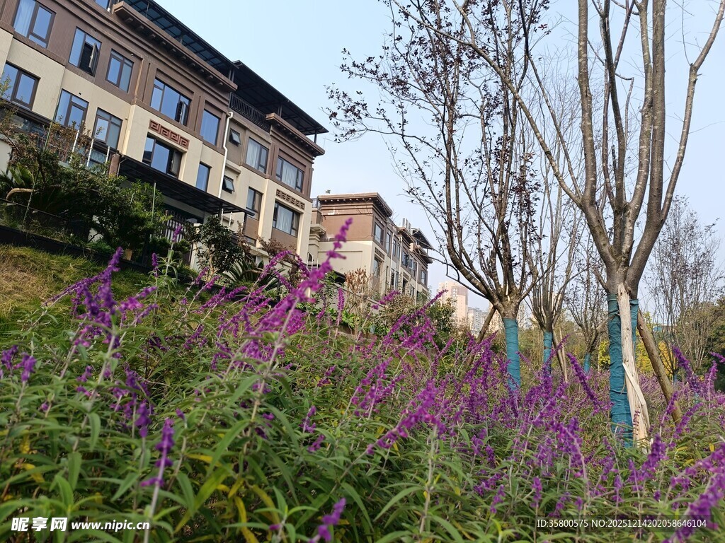 城市中绽放的紫色花丛