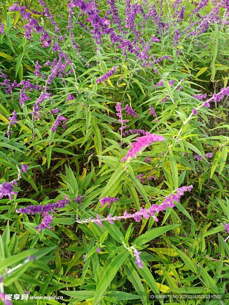 紫色花丛中的繁茂绿植