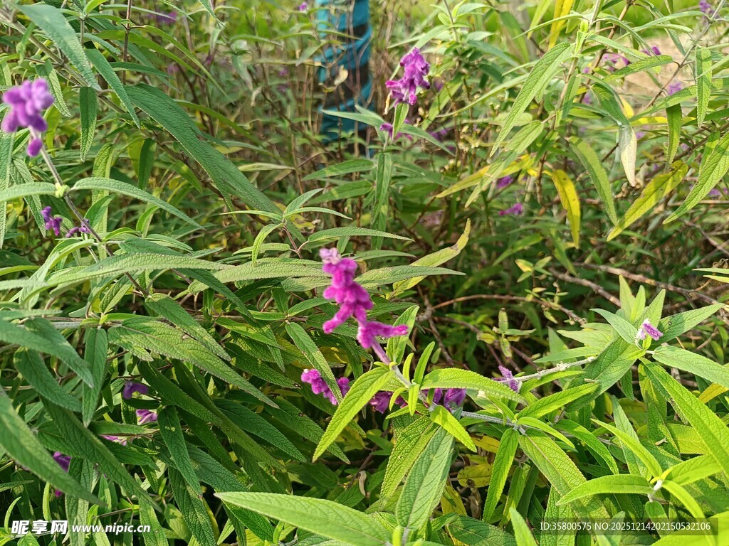 草丛中的紫色小花
