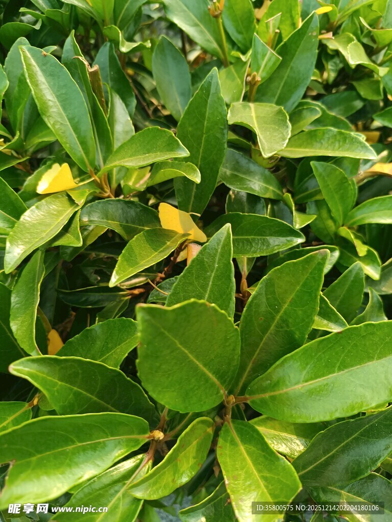 翠绿繁茂的植物叶片