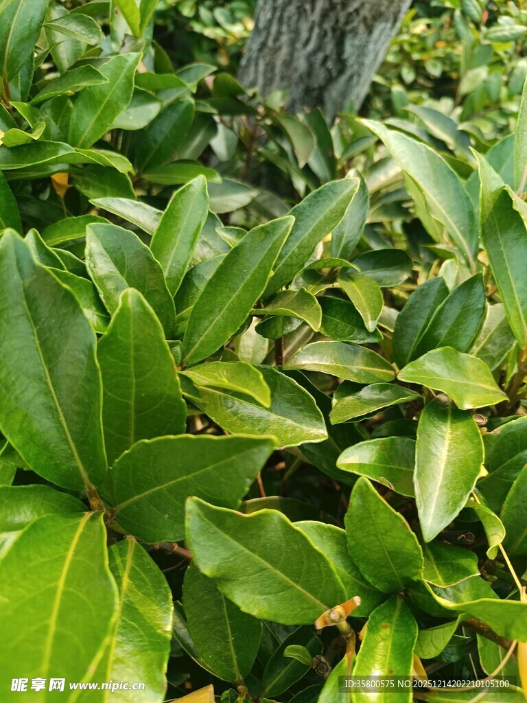 翠绿繁茂的植物叶片