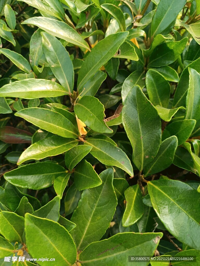 翠绿繁茂的绿叶植物