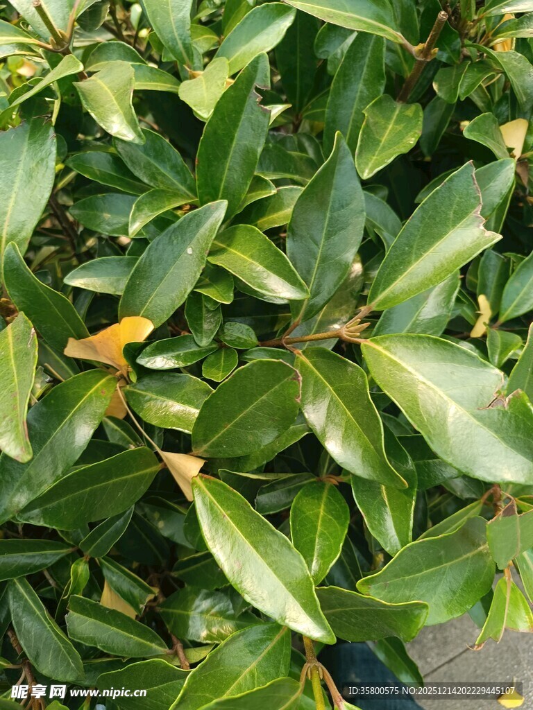 绿叶繁茂的植物特写