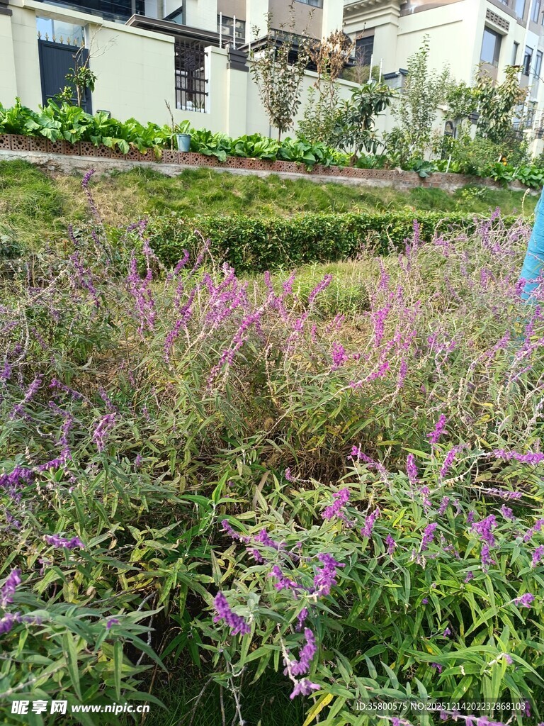 山坡上盛开的紫色花丛