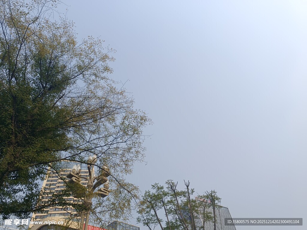 户外绿树蓝天景象