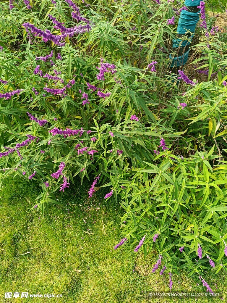紫色花卉与绿色植物景观