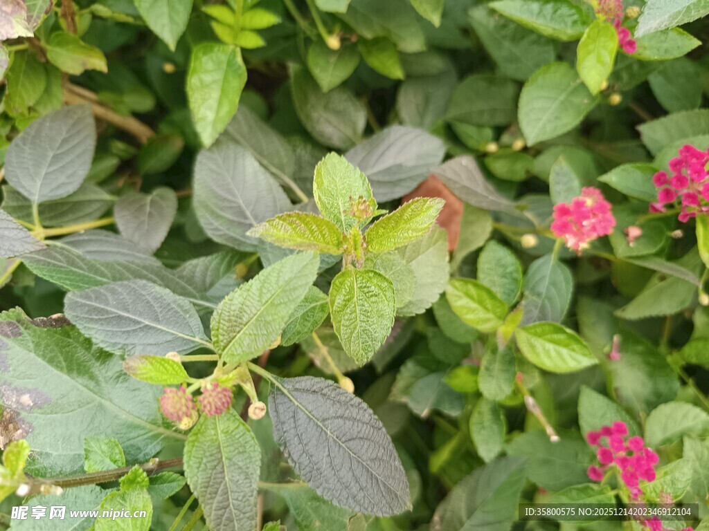 绿叶间的娇艳粉色小花