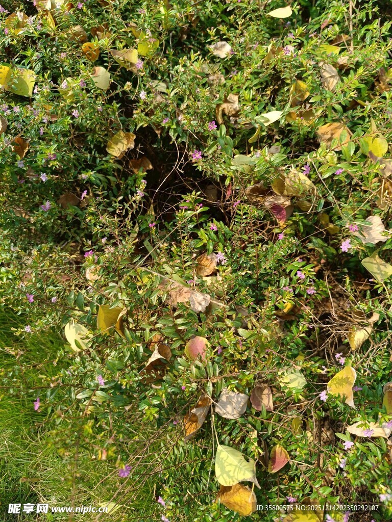地面上的黄绿相间植物