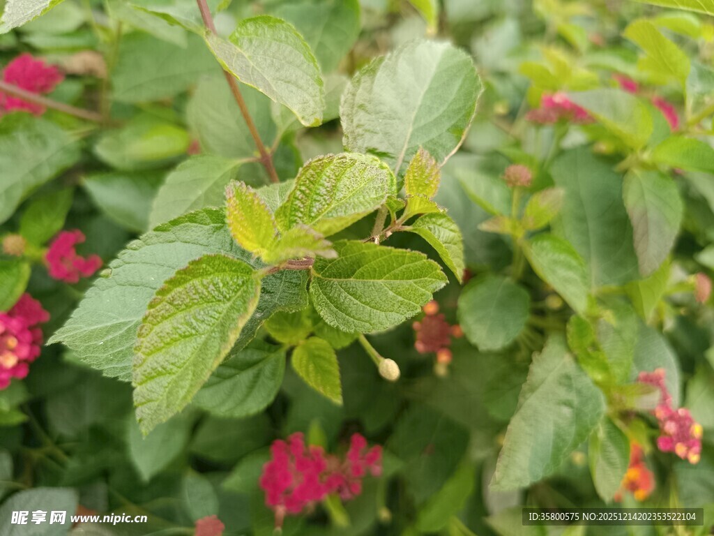绿叶间绽放的娇艳红花