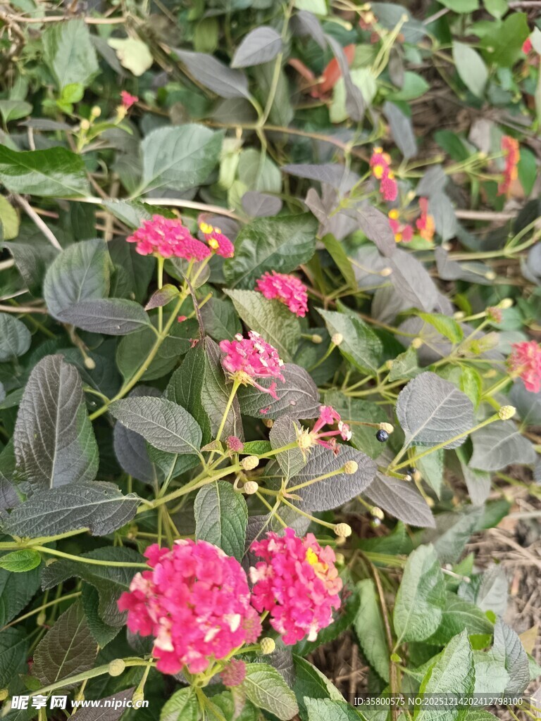 粉红花朵绽于绿叶间