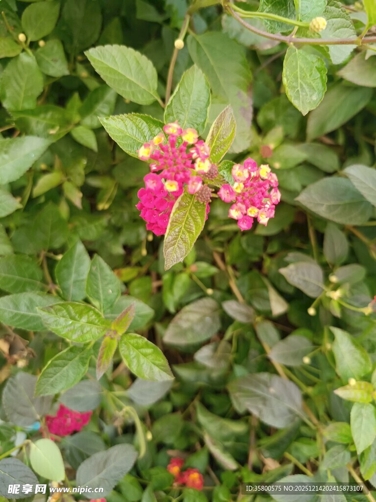 绿叶丛中的娇艳小花