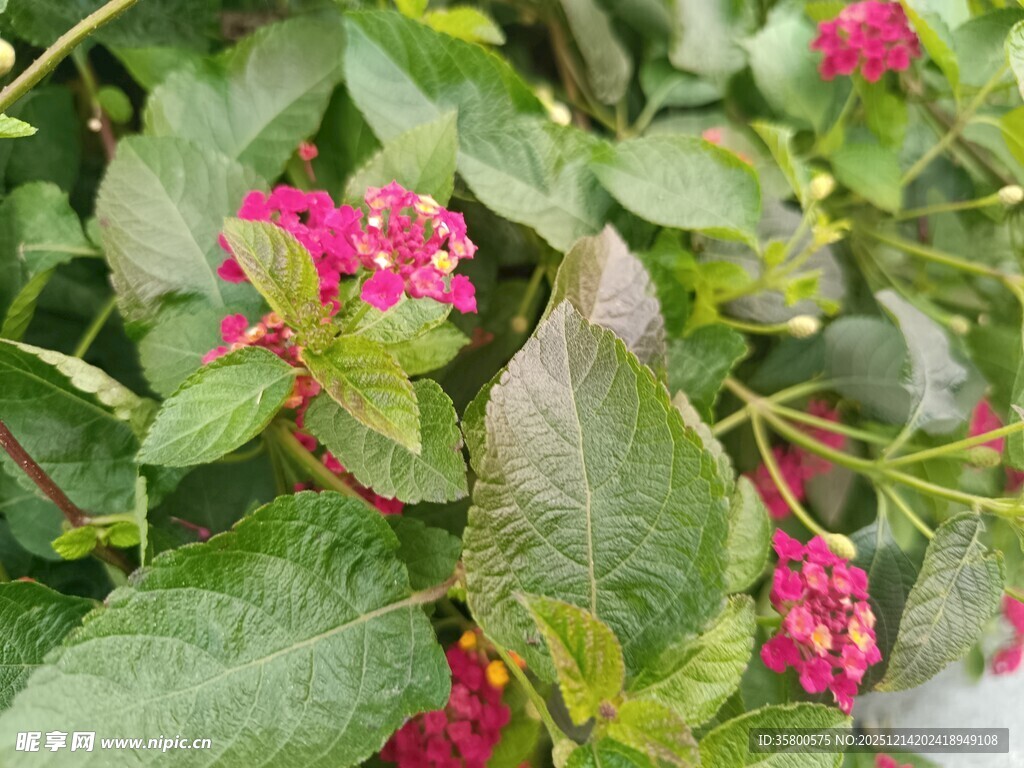 绿叶间的娇艳粉色小花