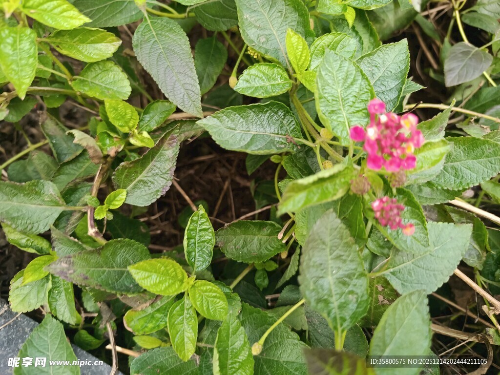 绿叶丛中的娇艳小红花