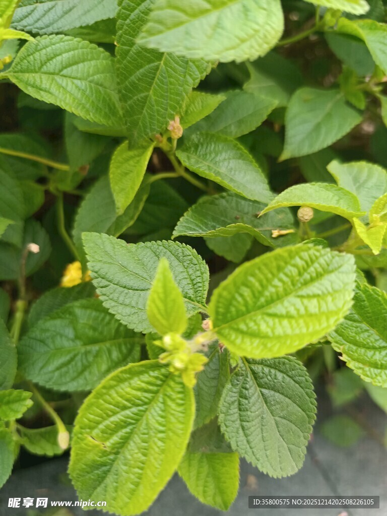 翠绿叶片间的黄色小花