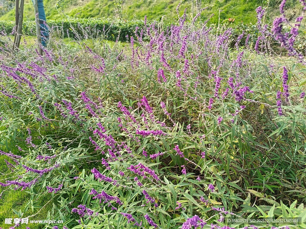 紫色野花盛开的草地