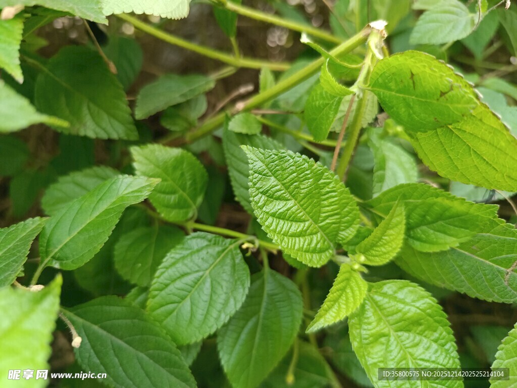嫩绿清新的植物叶片