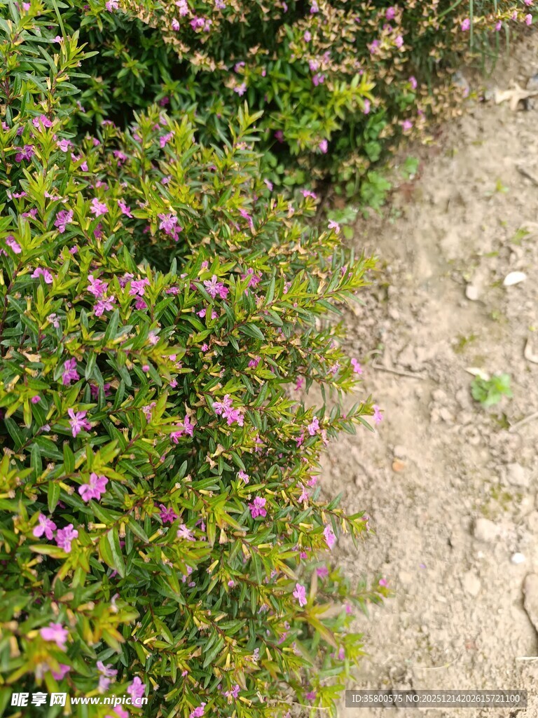 路边绽放的紫色小花