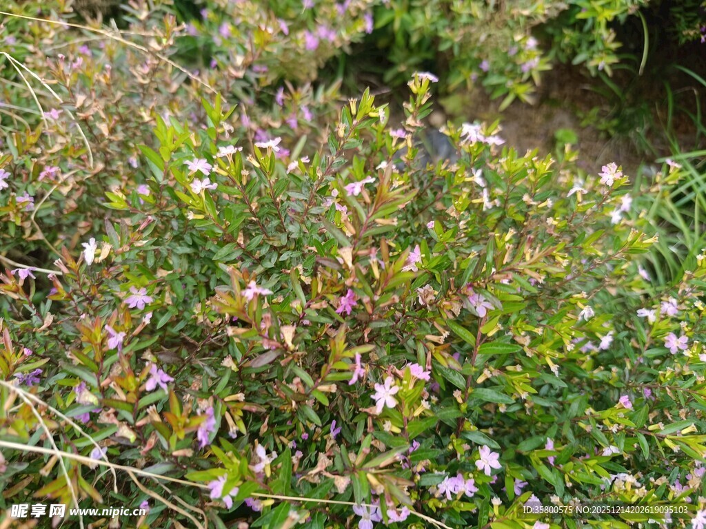 繁茂花丛中的多彩小花