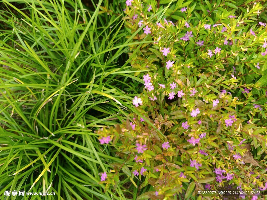 绿草与紫花植物景观