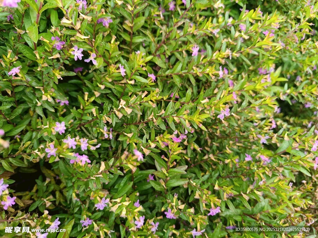 繁茂花丛中的紫色小花