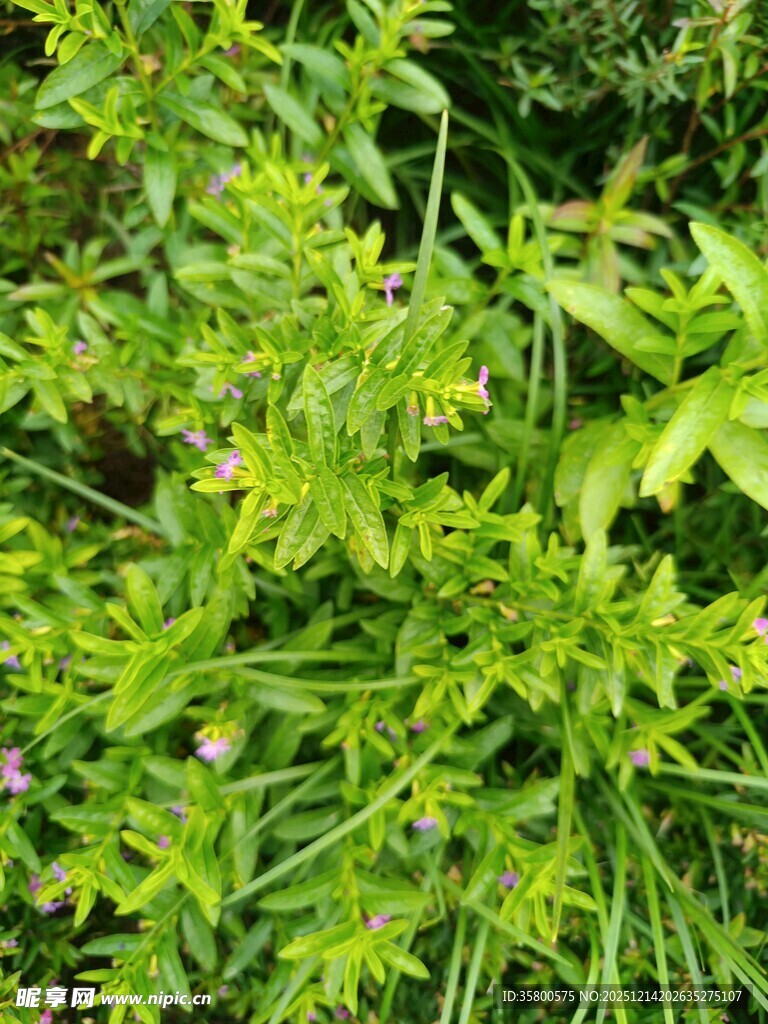 翠绿繁茂的野生植物景观
