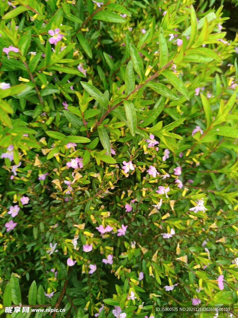 绿叶丛中绽放的粉嫩小花