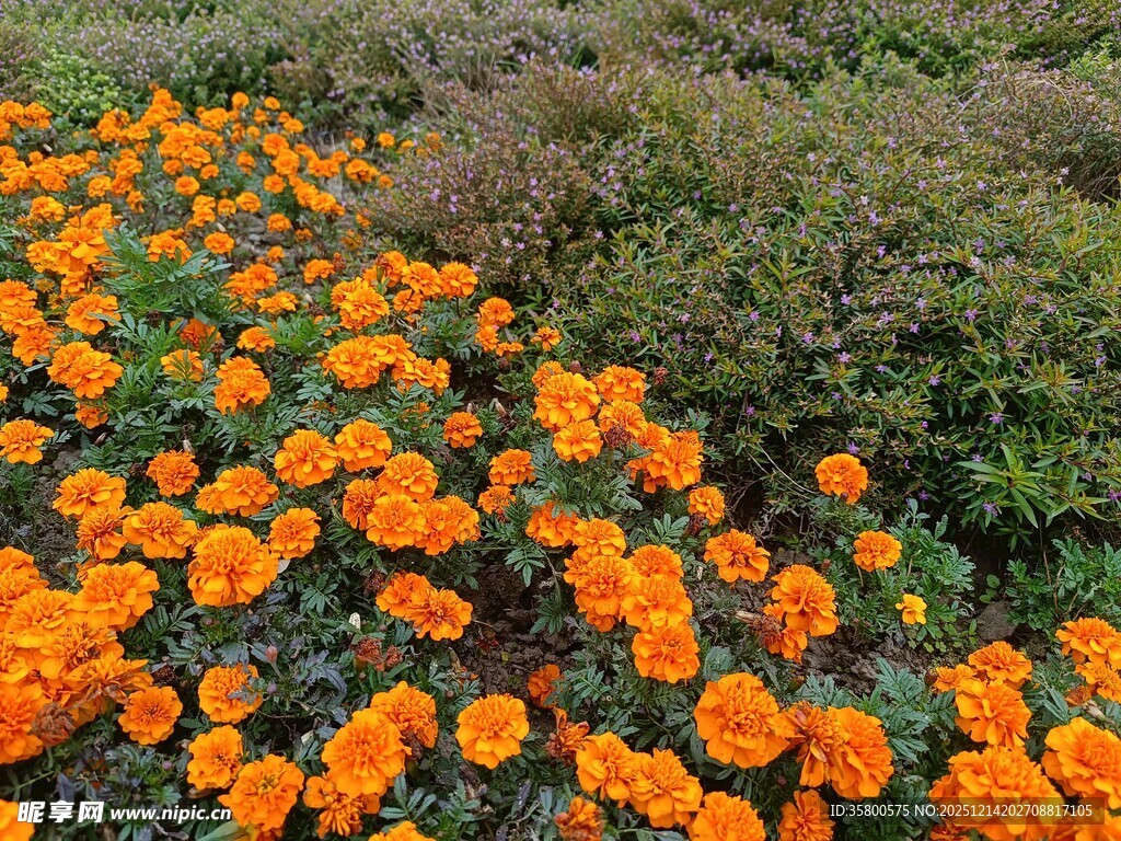 橙色花海绽放于绿野间