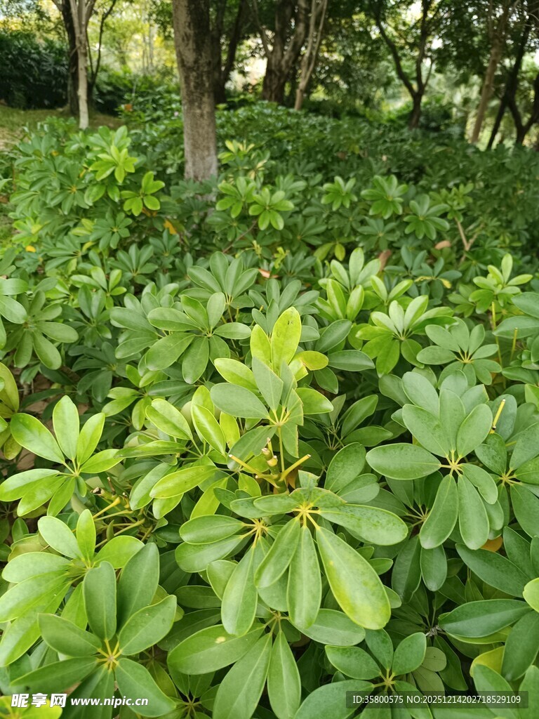 绿意盎然的户外植物景观