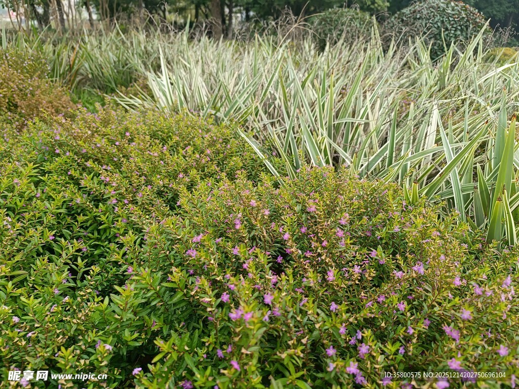 多彩植物景观
