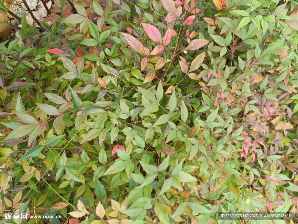 多彩斑斓的植物叶片景观