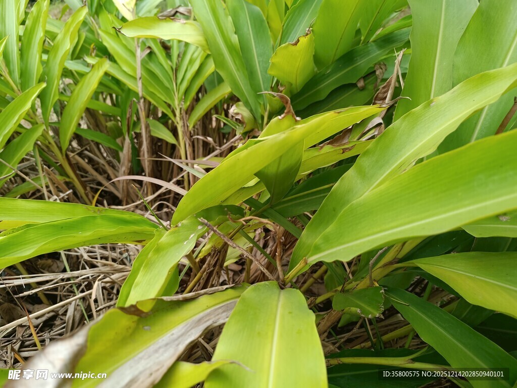 翠绿繁茂的热带植物叶片