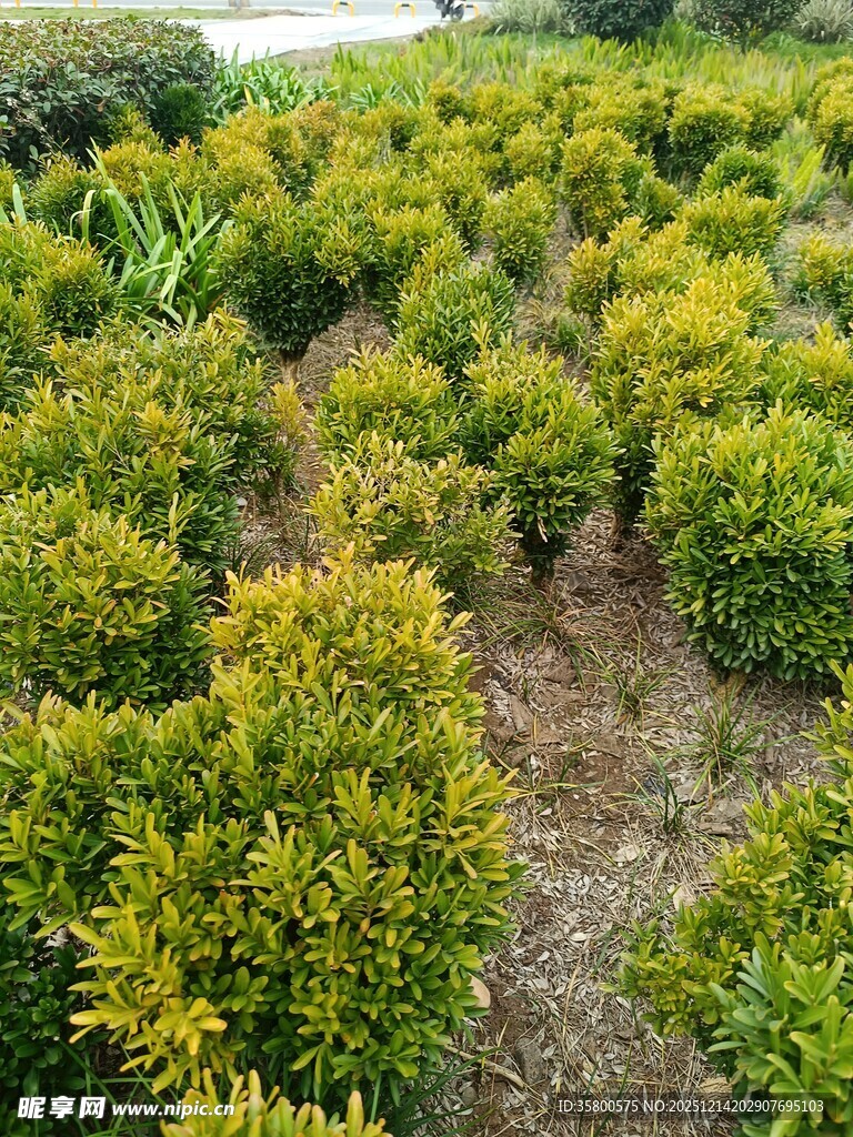 金黄灌木丛景观