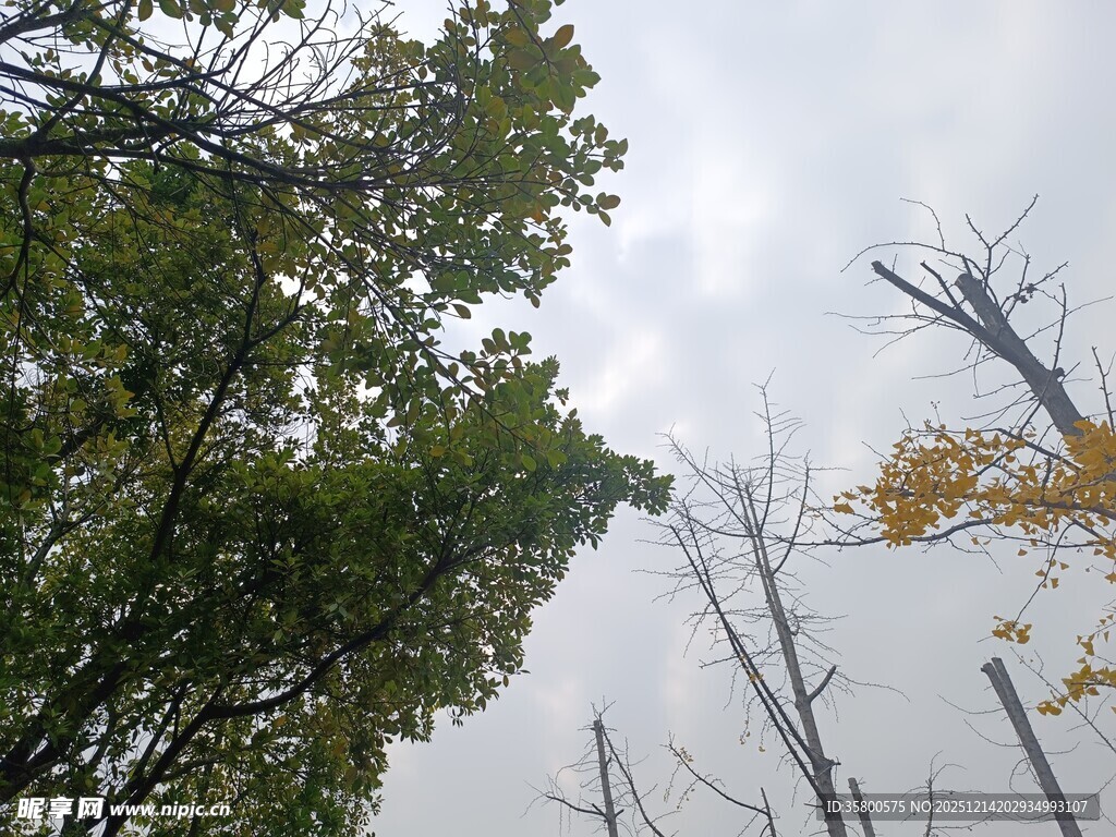 仰视秋日树林与灰白天空