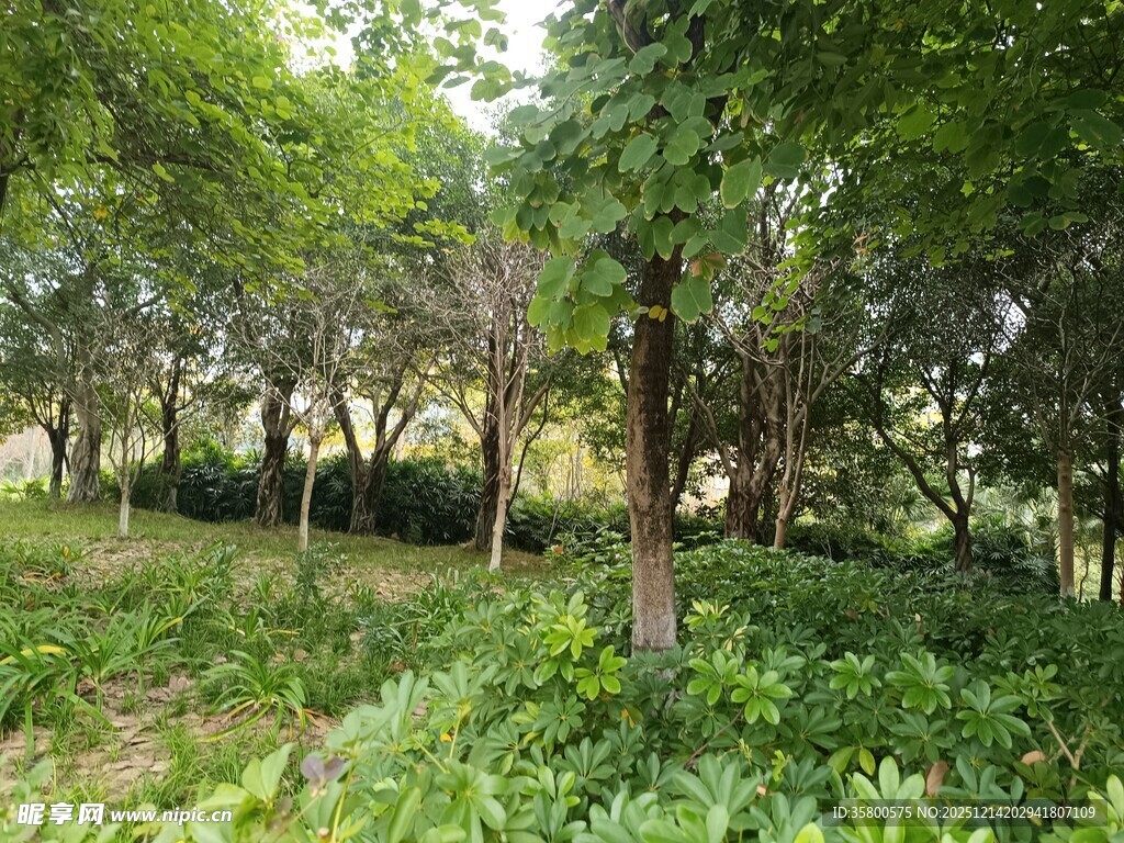 绿意盎然的林间草地