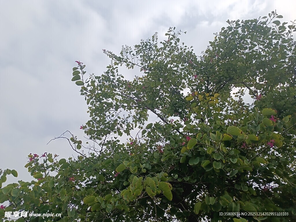 天空下的繁茂绿树