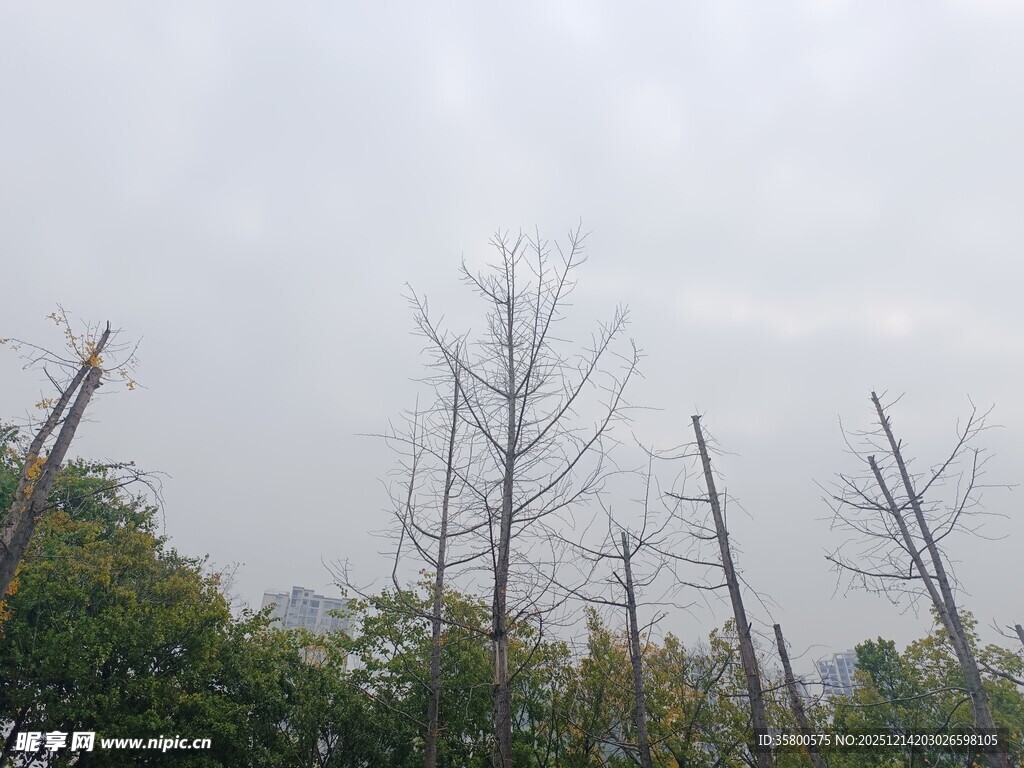 枯树与绿树交织的景象