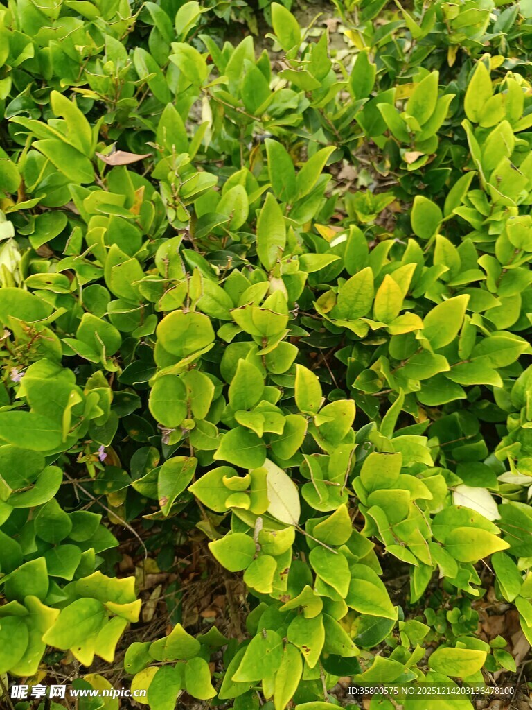 翠绿繁茂的叶片特写