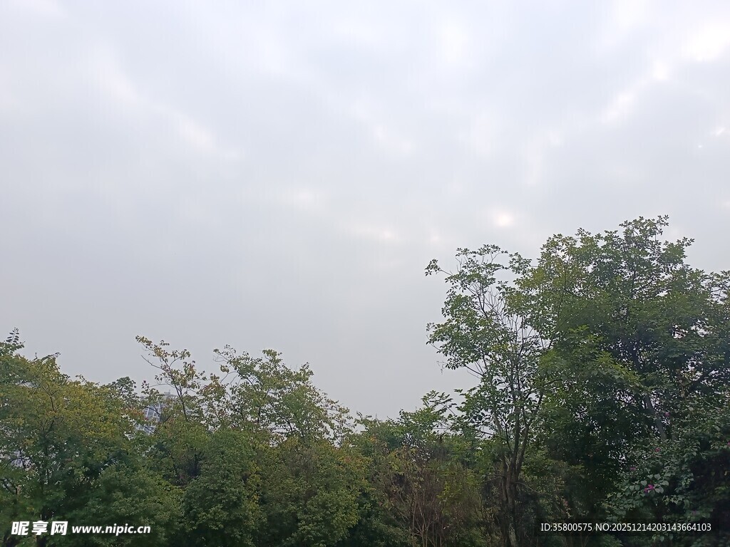 阴天中的繁茂树林