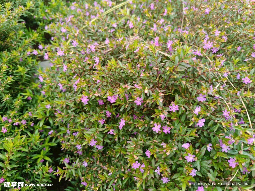 繁茂花丛中的粉色小花