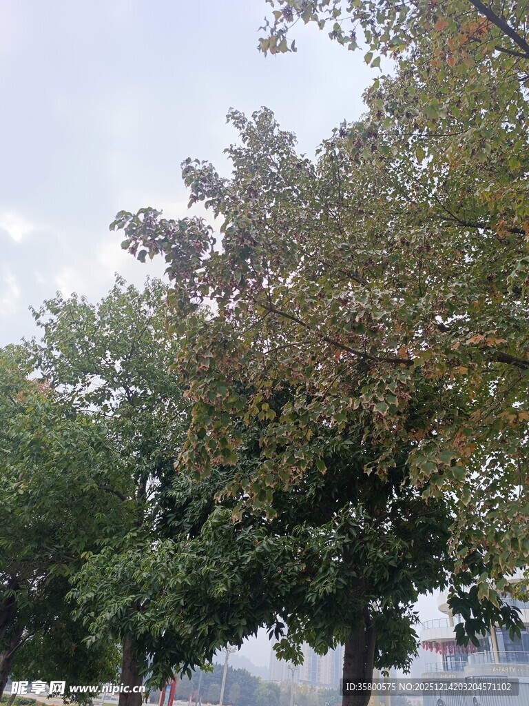 秋日公园绿树景致