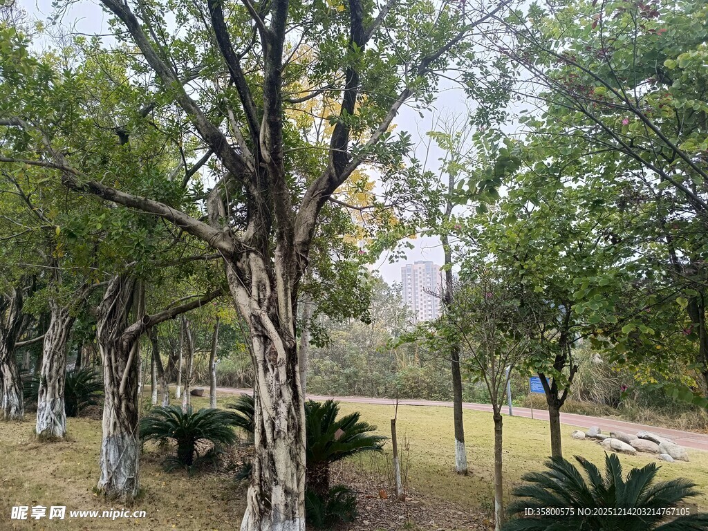 公园内的树木与休闲桌椅