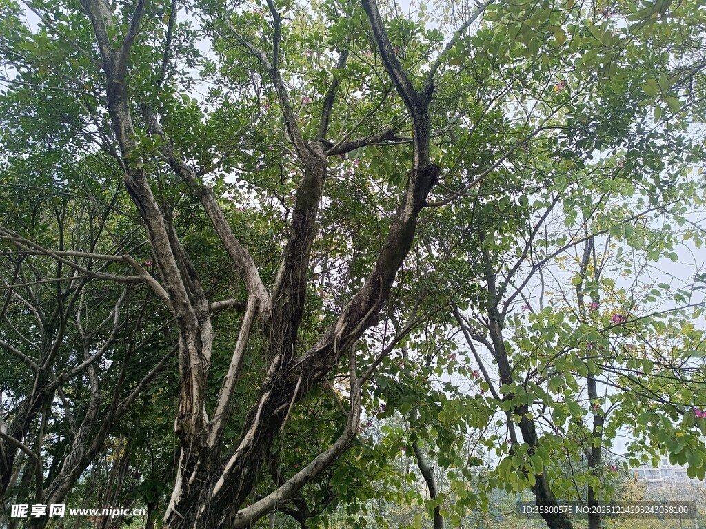 茂密树林中的繁茂枝干