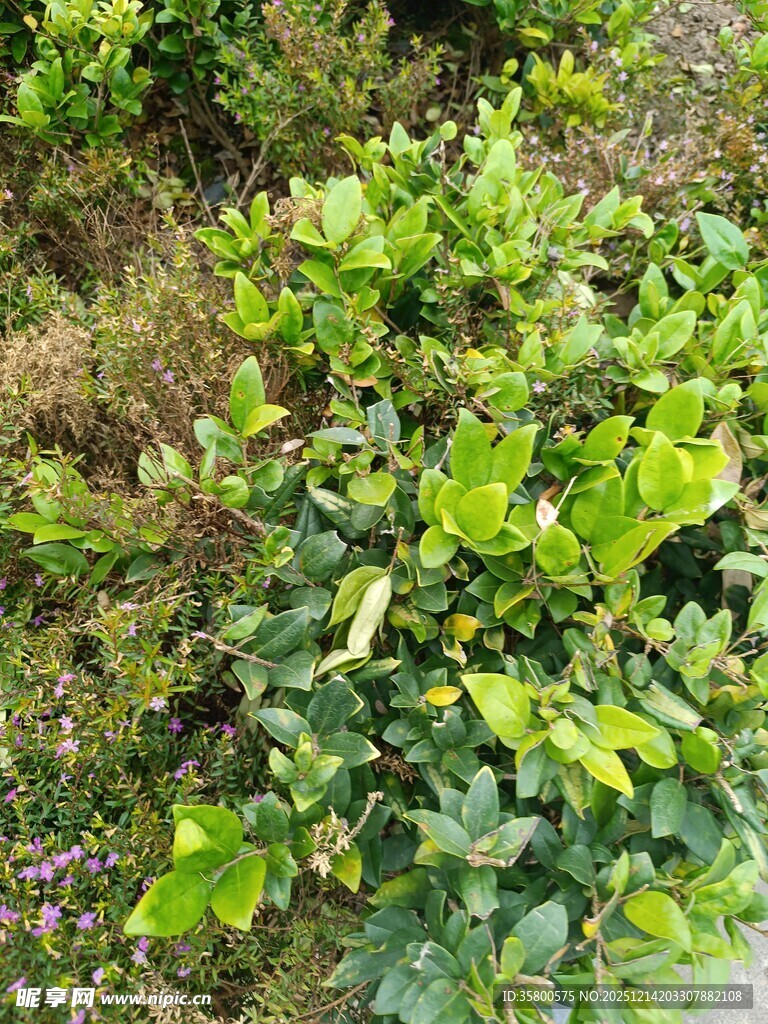 翠绿繁茂的植物景观
