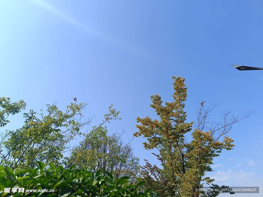 蓝天绿树间的飞机掠影